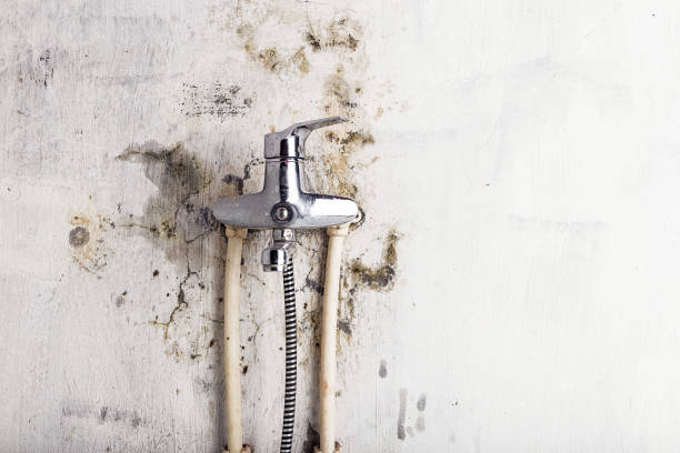 Best Mold Remediation Services  in American Fork, UT