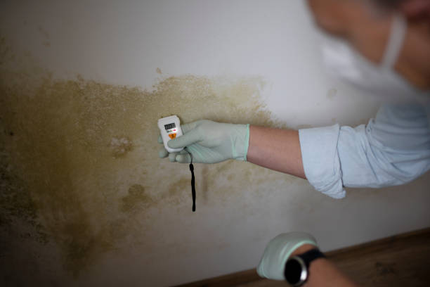 Best Certified Mold Removal  in American Fork, UT