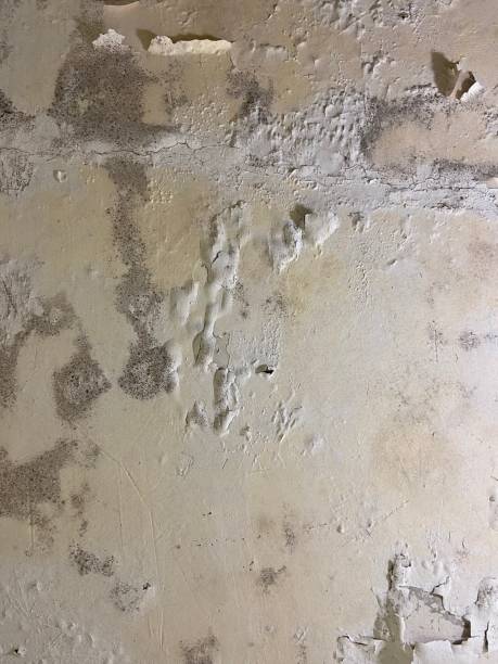 Best Mold Cleaning Services  in American Fork, UT