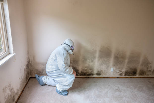 Home Mold Removal in American Fork, UT